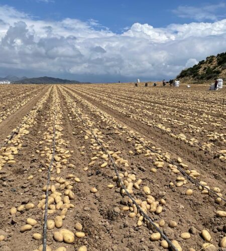 Campaña patata nueva de Patatas Meléndez