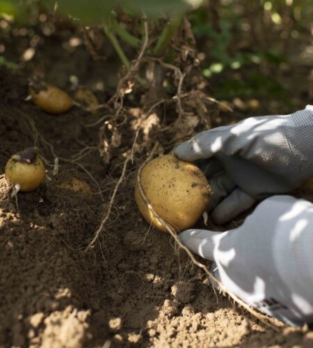 Patatas Meléndez