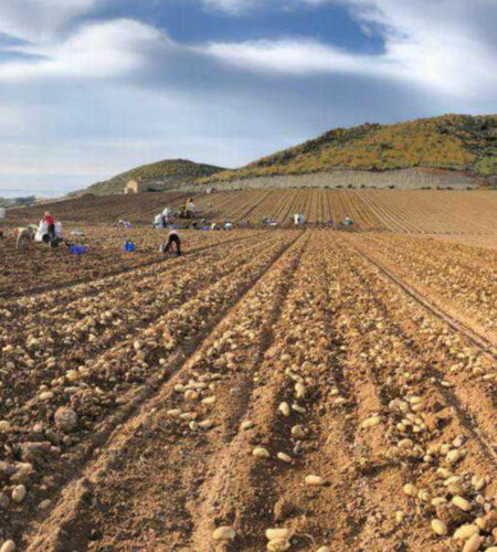 Jornaleros recolectando patatas
