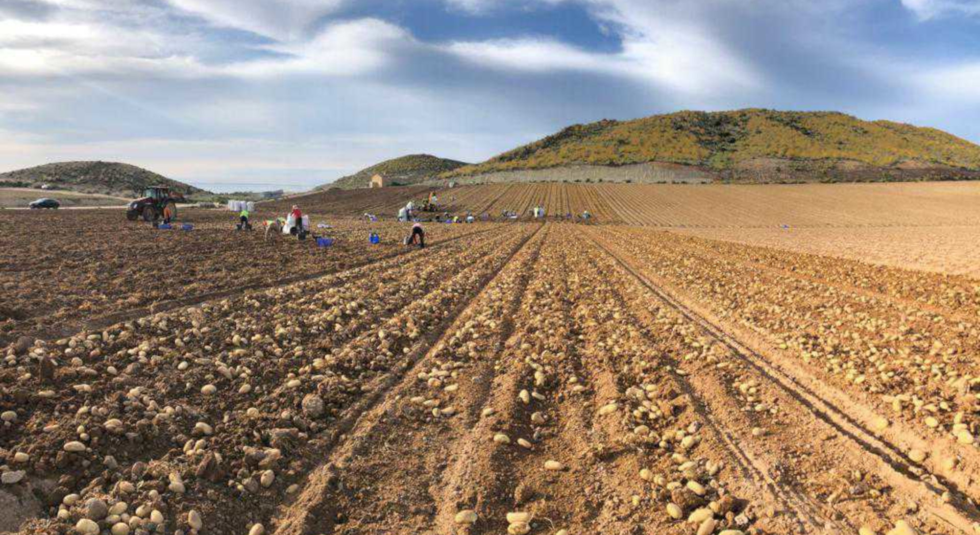 Jornaleros recolectando patatas