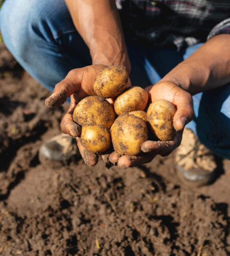 patata kennebec para que sirve